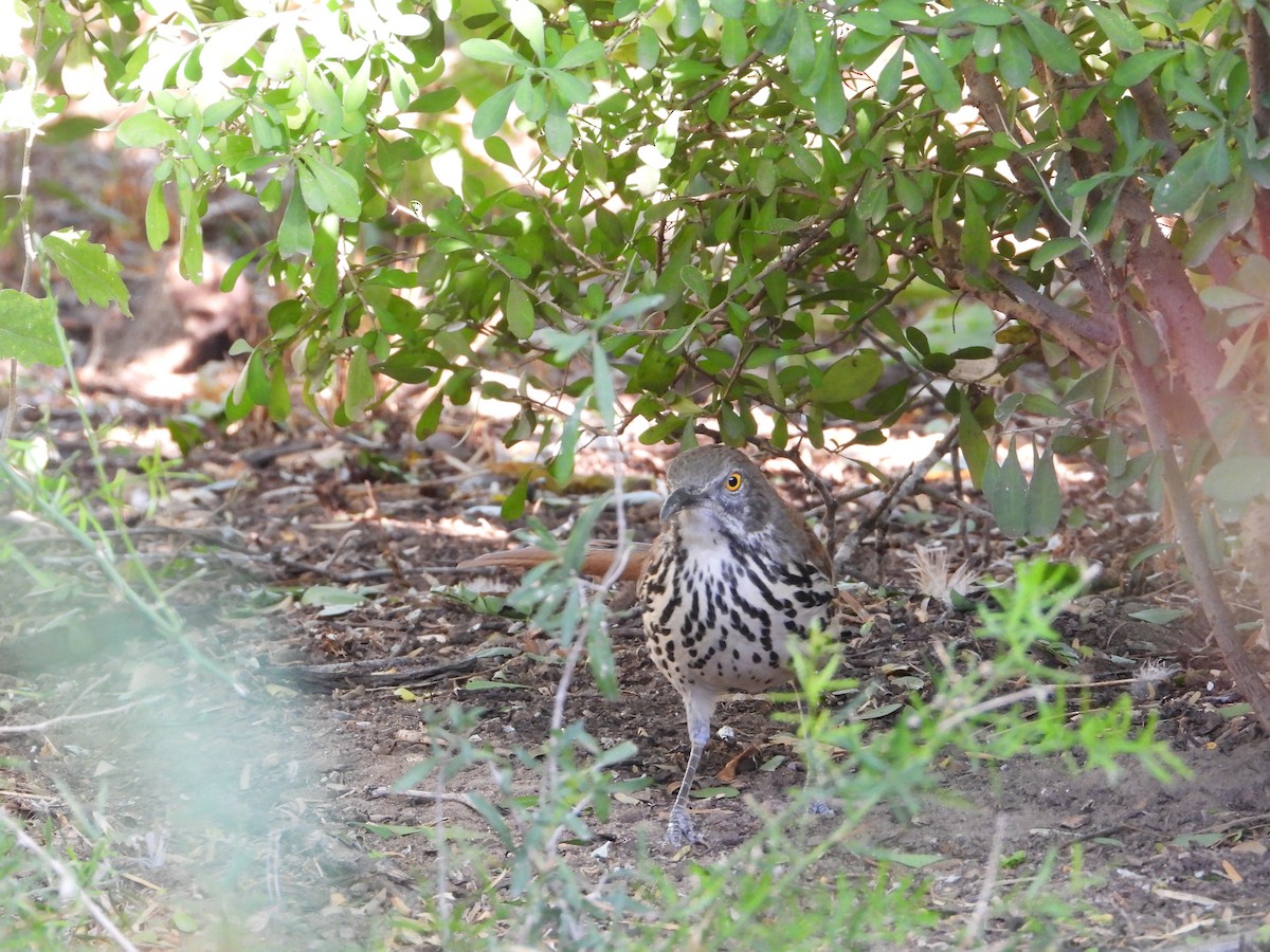 Long-billed Thrasher - ML644339556