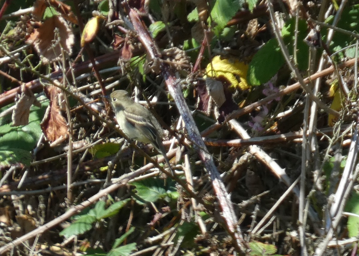 Western Flycatcher (Pacific-slope) - ML644339560