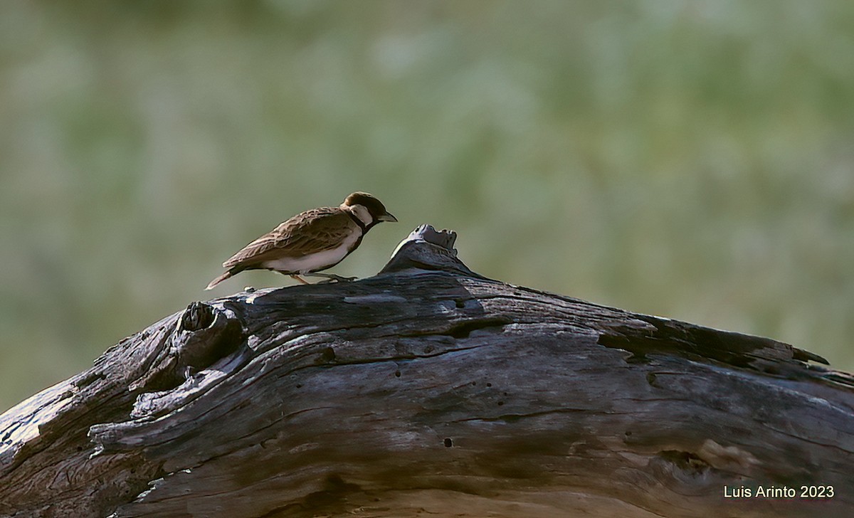 Fischer's Sparrow-Lark - ML644339573