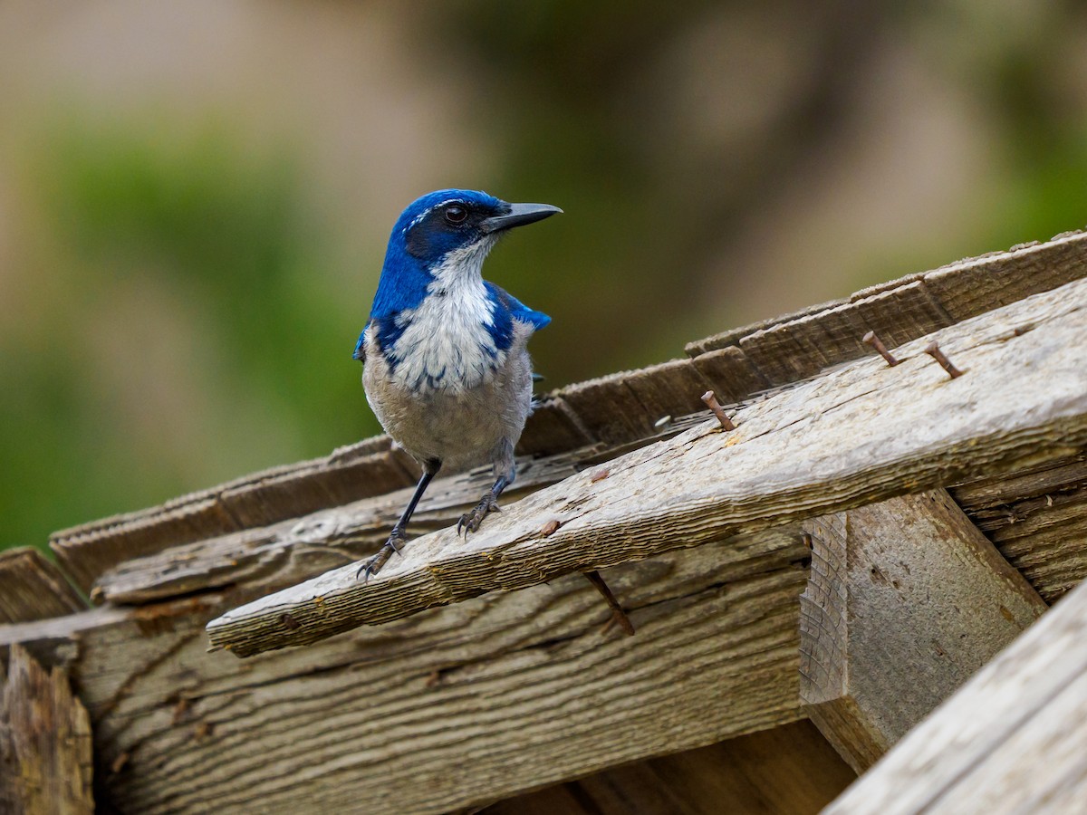 eikeskrike - ML644339607