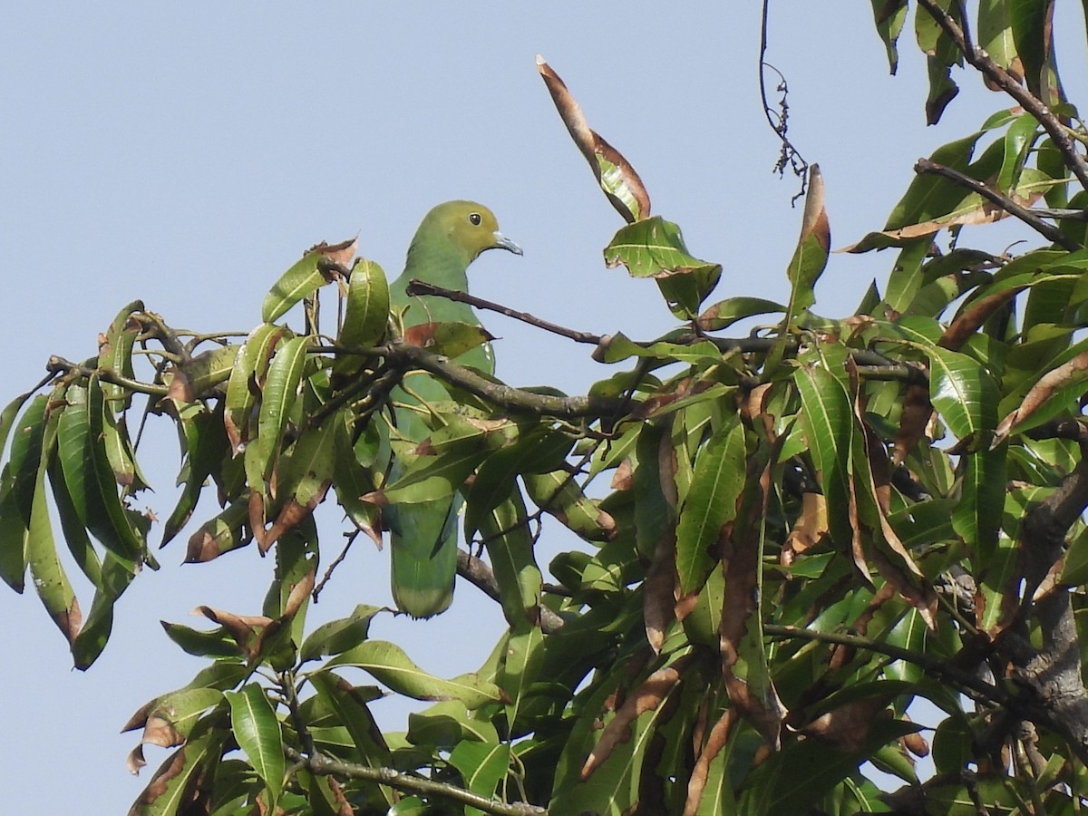 Tanna Fruit-Dove - ML644339612