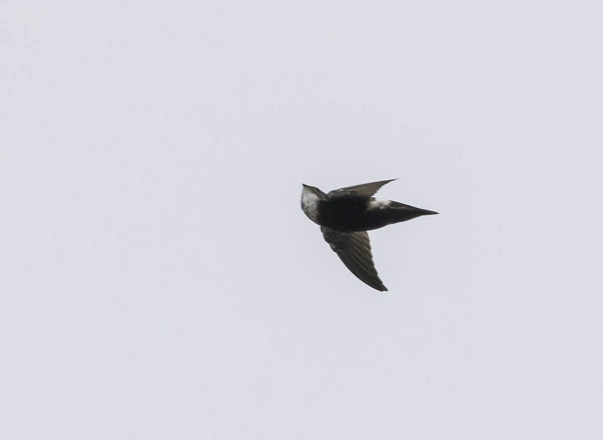 rorýs domácí - ML644339619