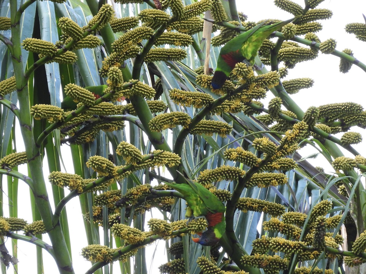 Coconut Lorikeet - ML644339620