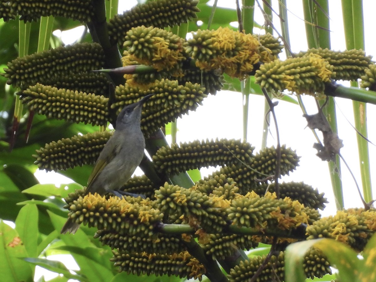 Gray-eared Honeyeater - ML644339625