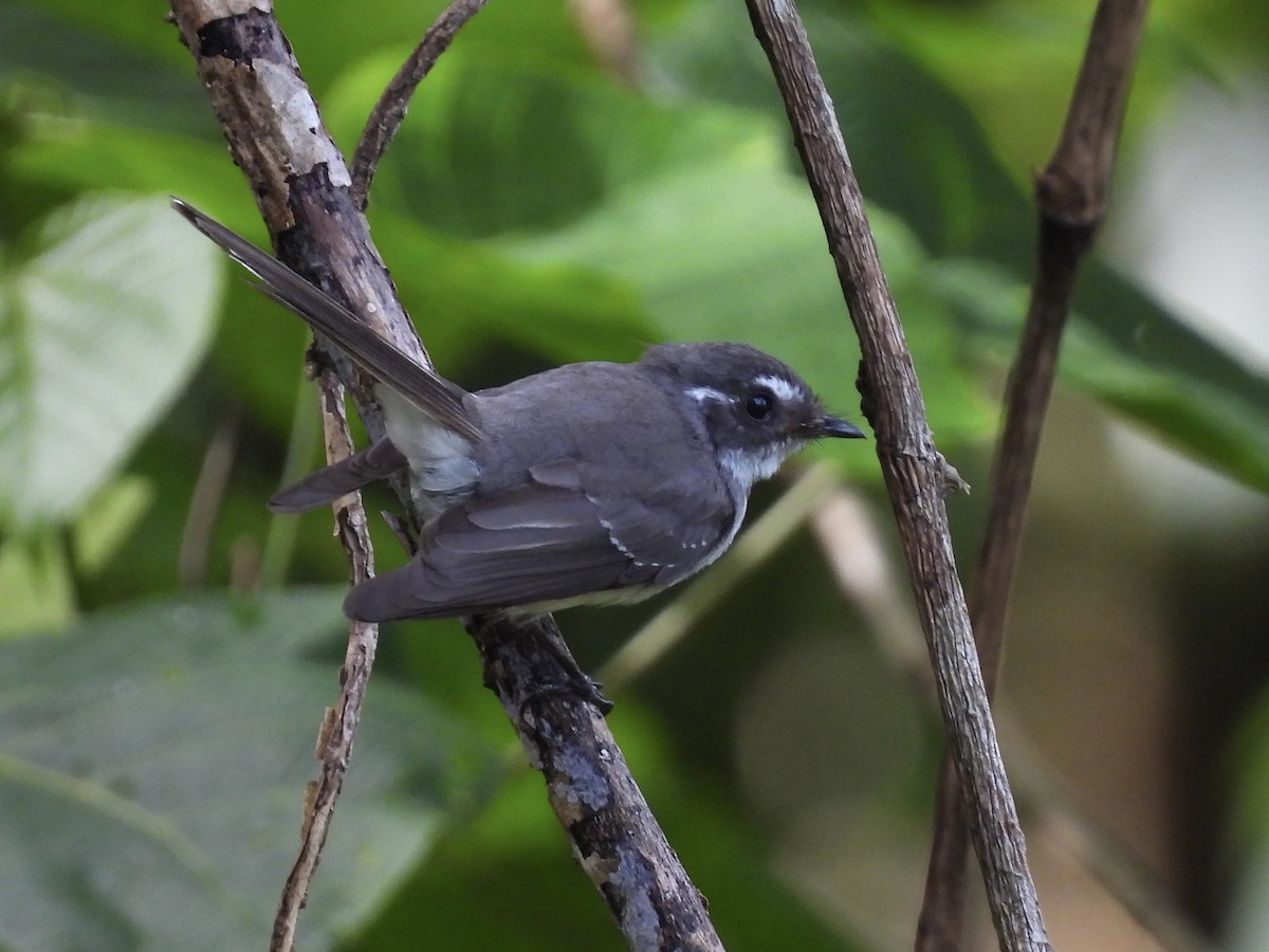 Gray Fantail - ML644339632