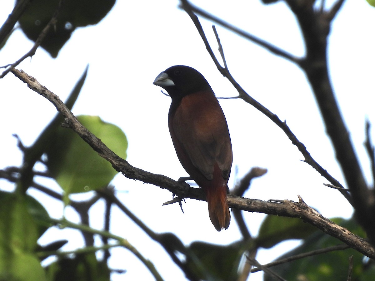Chestnut Munia - ML644339634