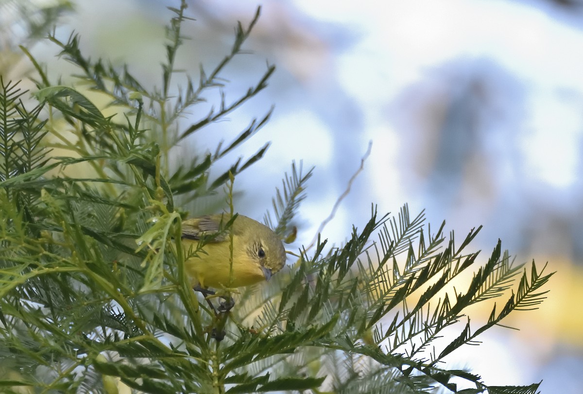 ヒメトゲハシムシクイ - ML644339640