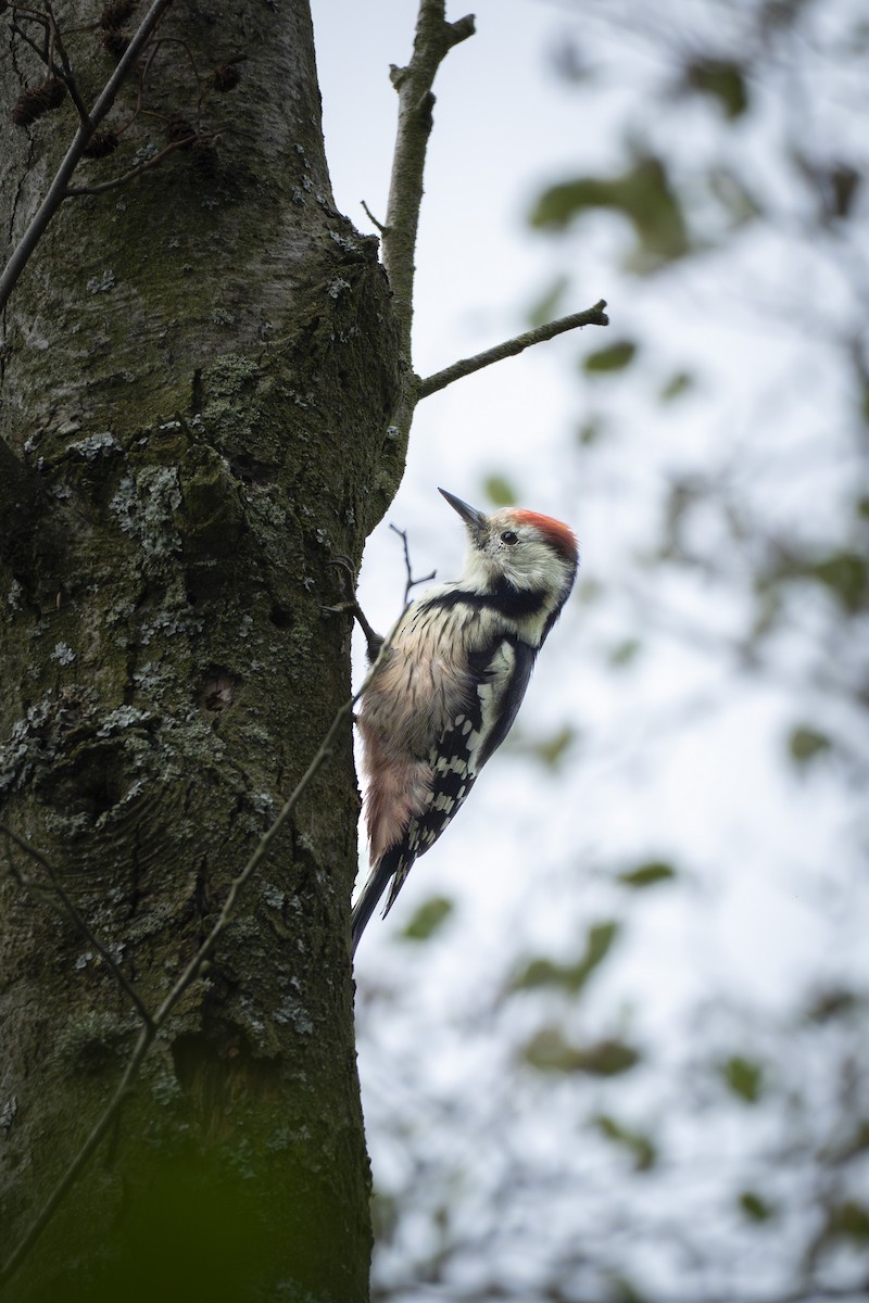 Middle Spotted Woodpecker - ML644339641