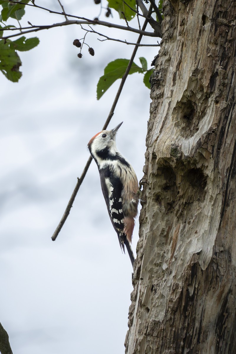 Middle Spotted Woodpecker - ML644339642