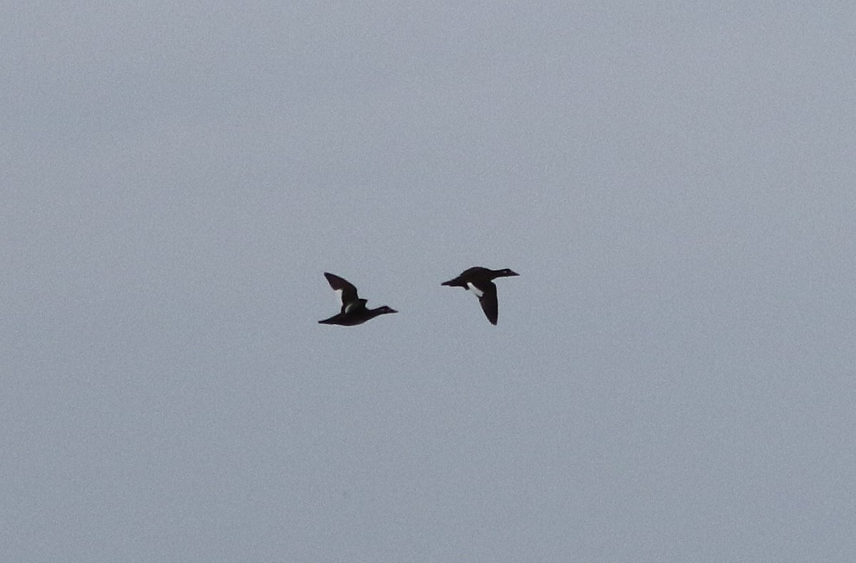 White-winged Scoter - ML644339657