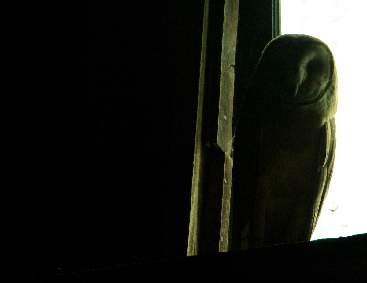 American Barn Owl - ML644339665