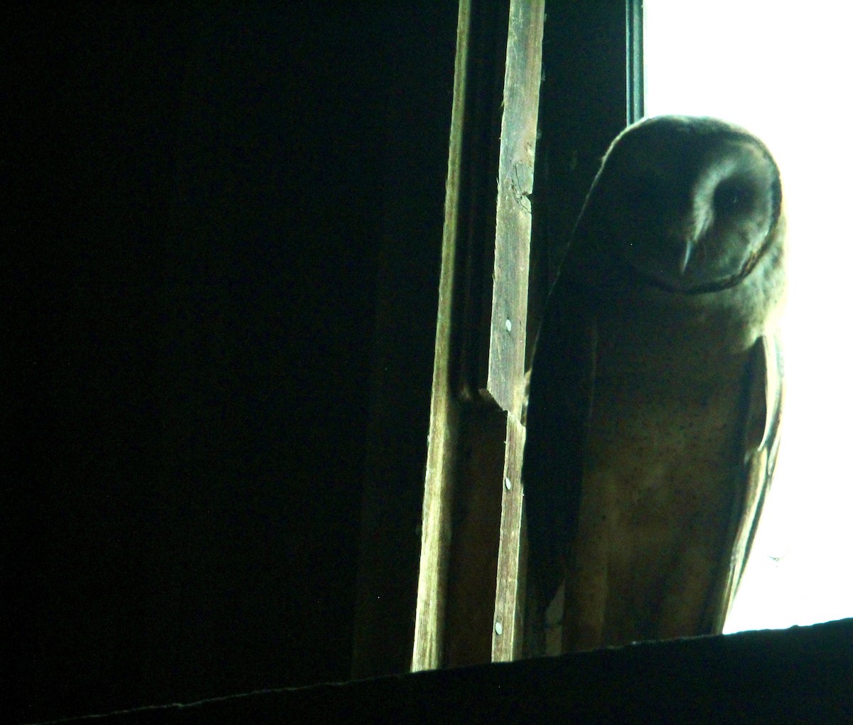 American Barn Owl - ML644339667