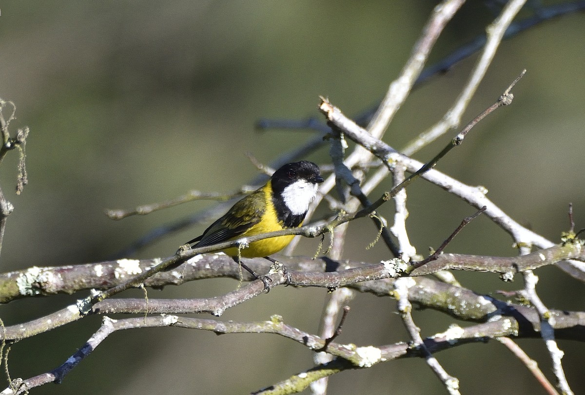 Gelbbauch-Dickkopf [pectoralis-Gruppe] - ML644339674