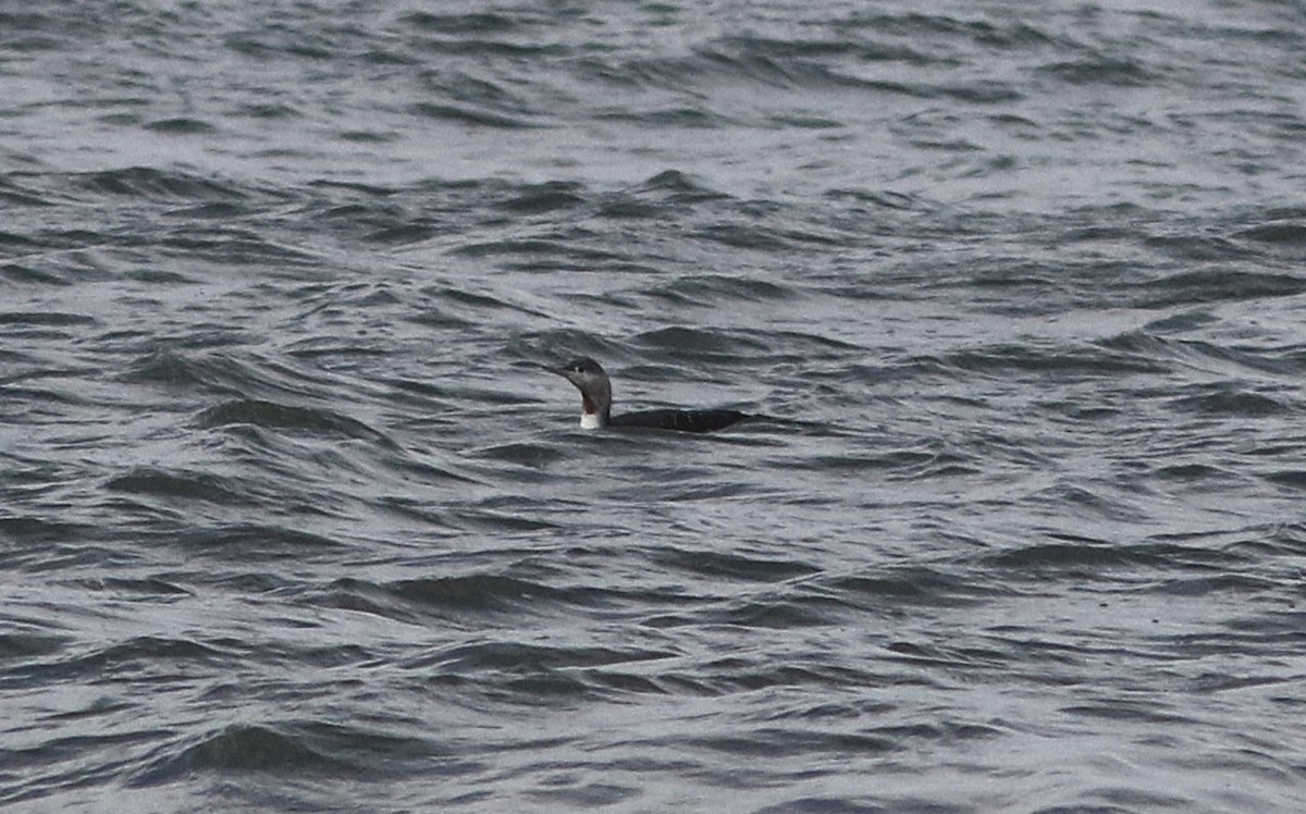 Red-throated Loon - ML644339675