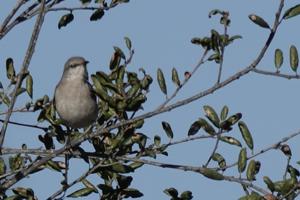 Sinsonte Norteño - ML644339677