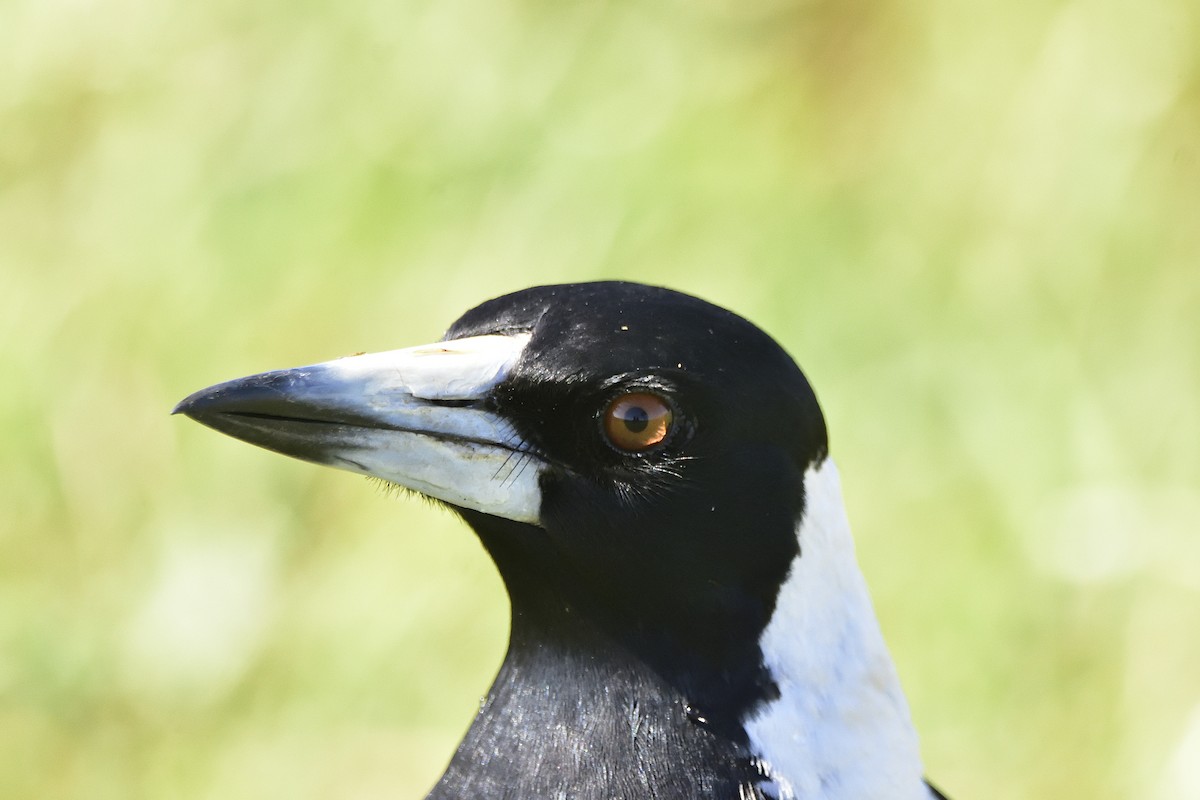 Cassican flûteur (groupe tibicen) - ML644339680