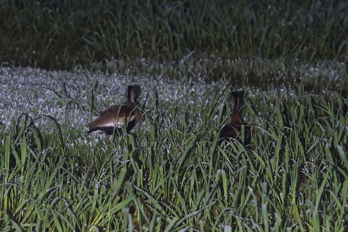 Black-bellied Whistling-Duck - ML644339692