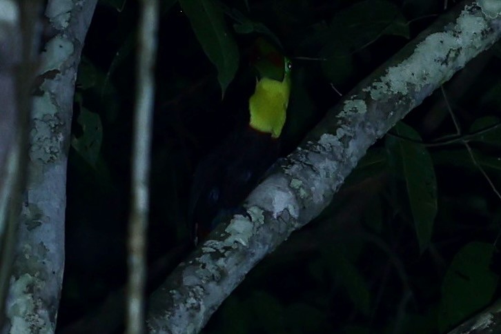 Радужный тукан - ML644339695