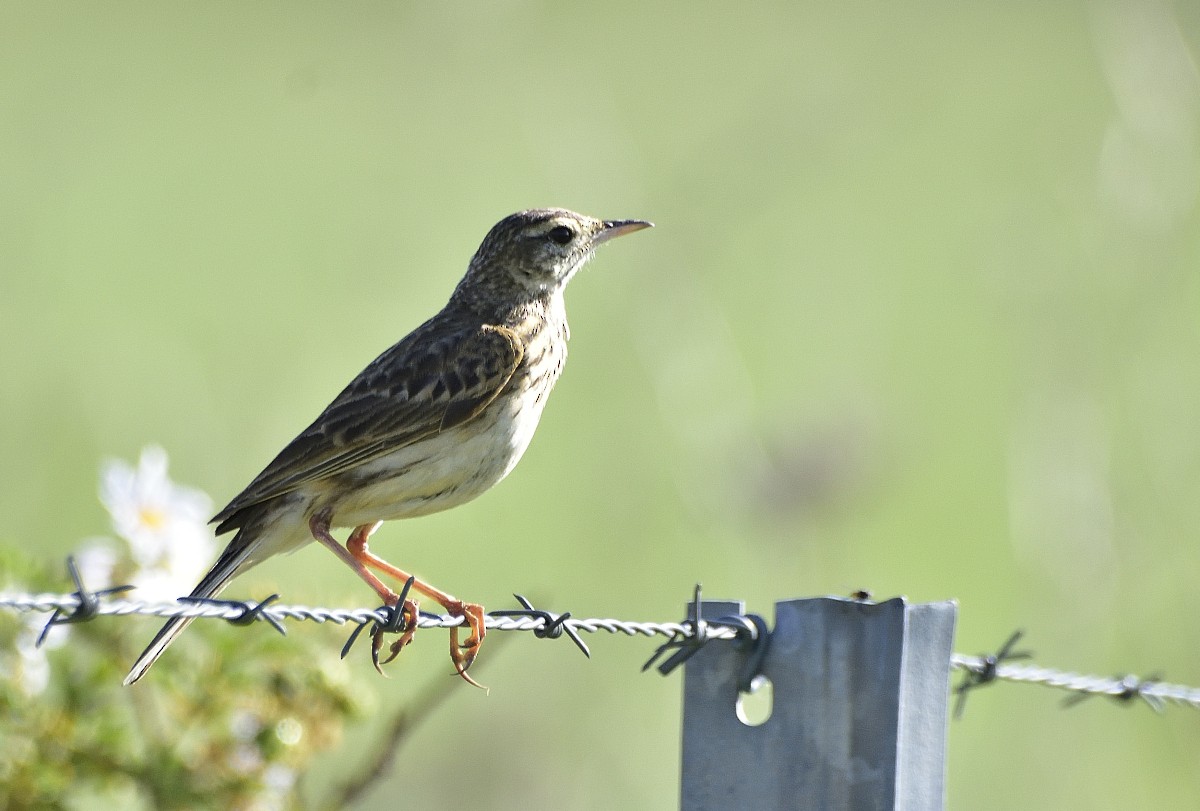 Australian Pipit - ML644339703