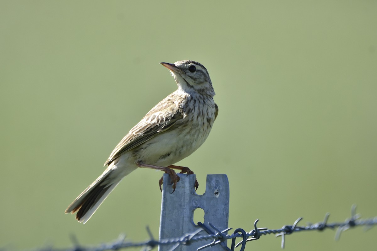 Australian Pipit - ML644339704