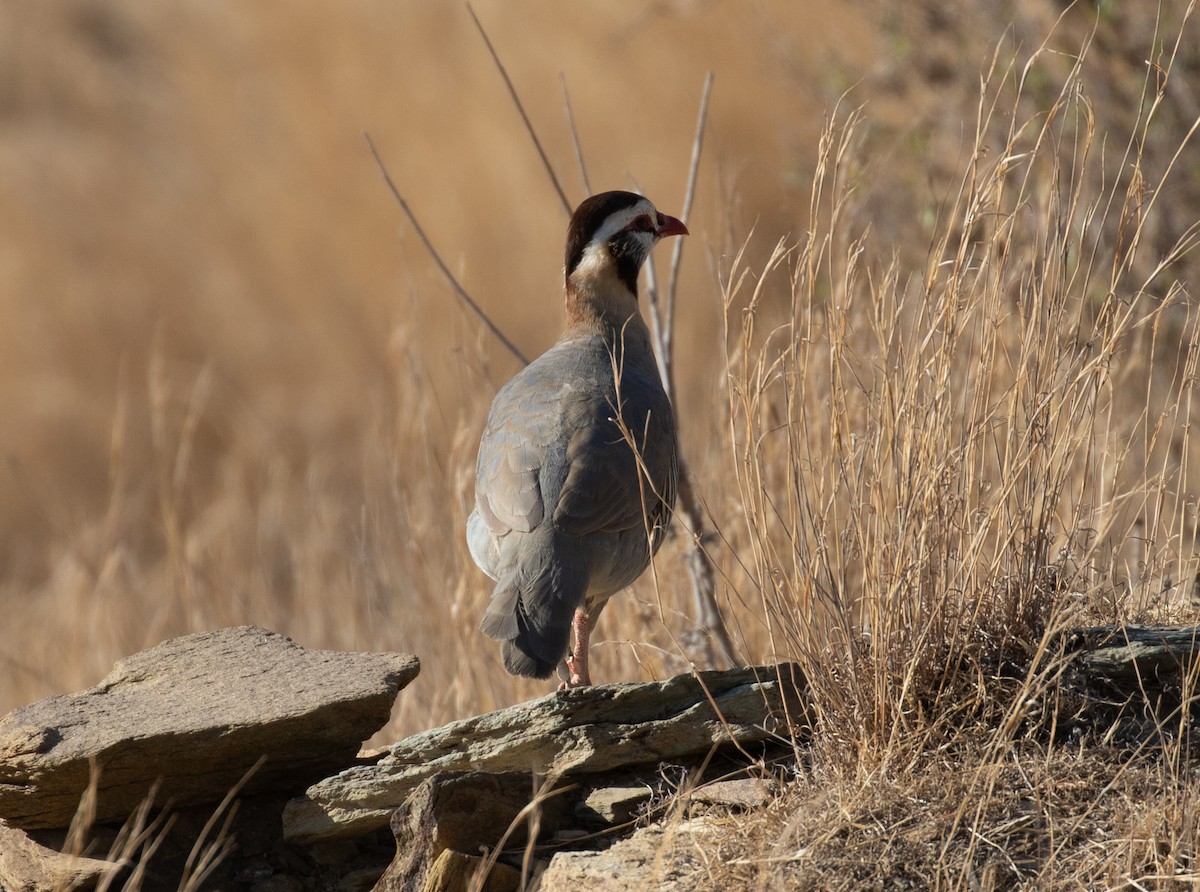 Arabian Partridge - ML644339722