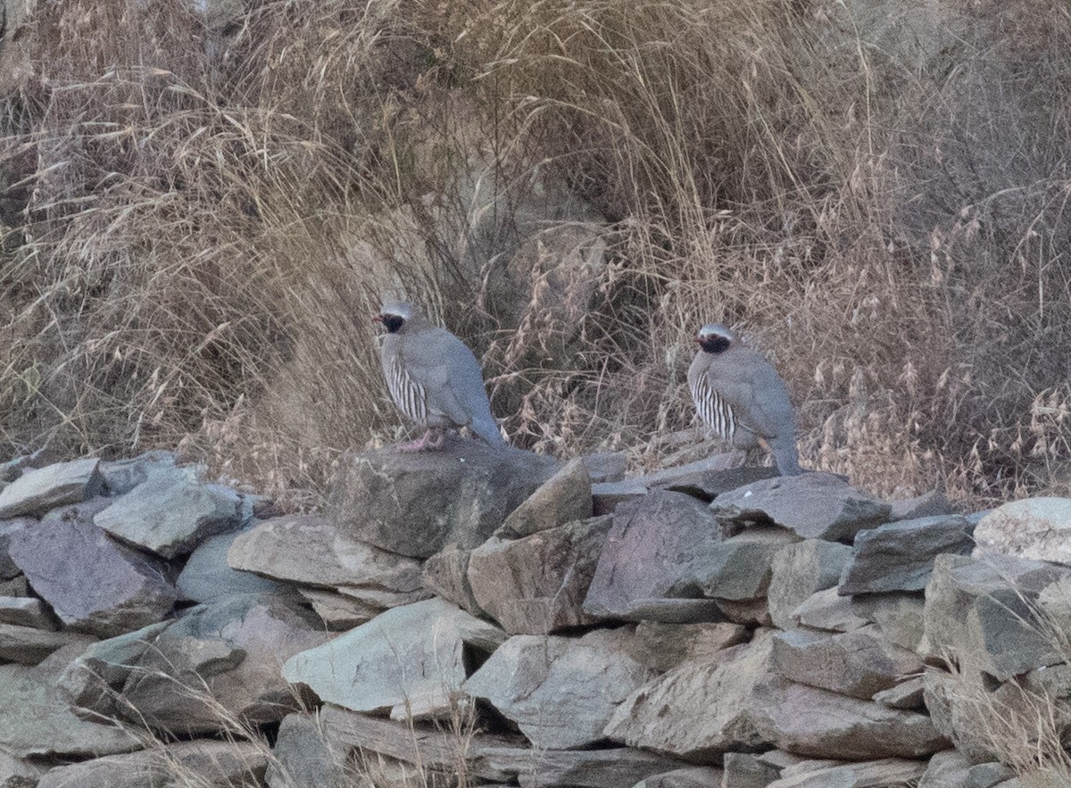 svartstrupehøne - ML644339727