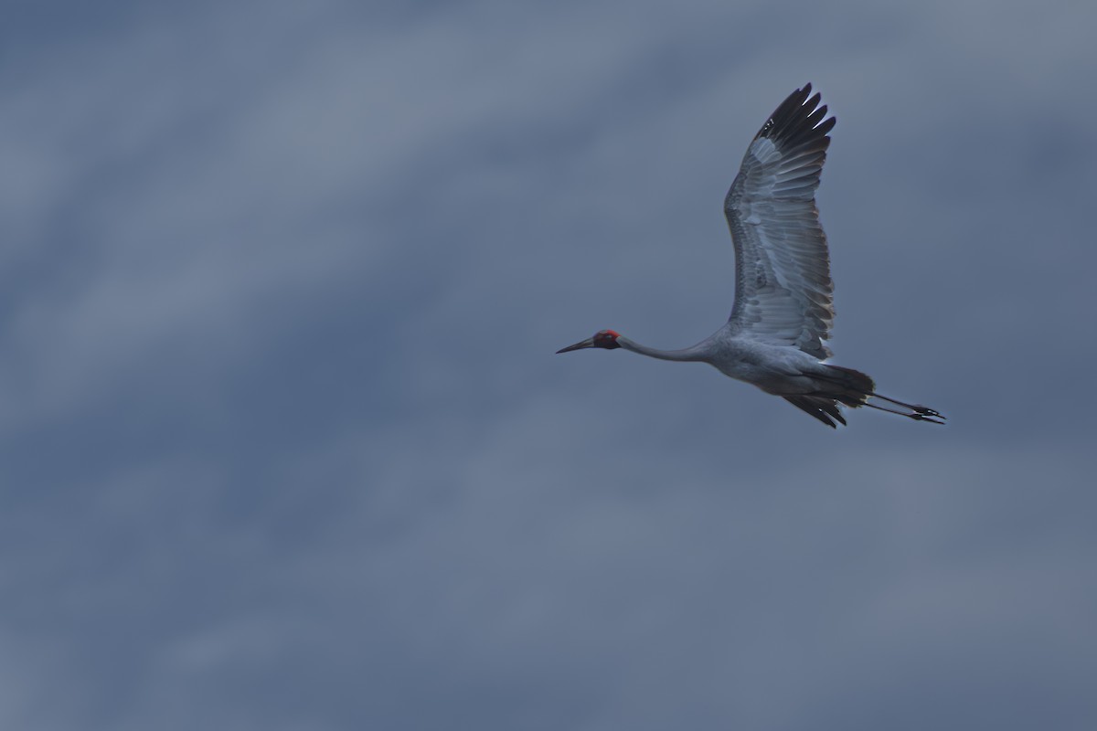 Brolga - ML644339730