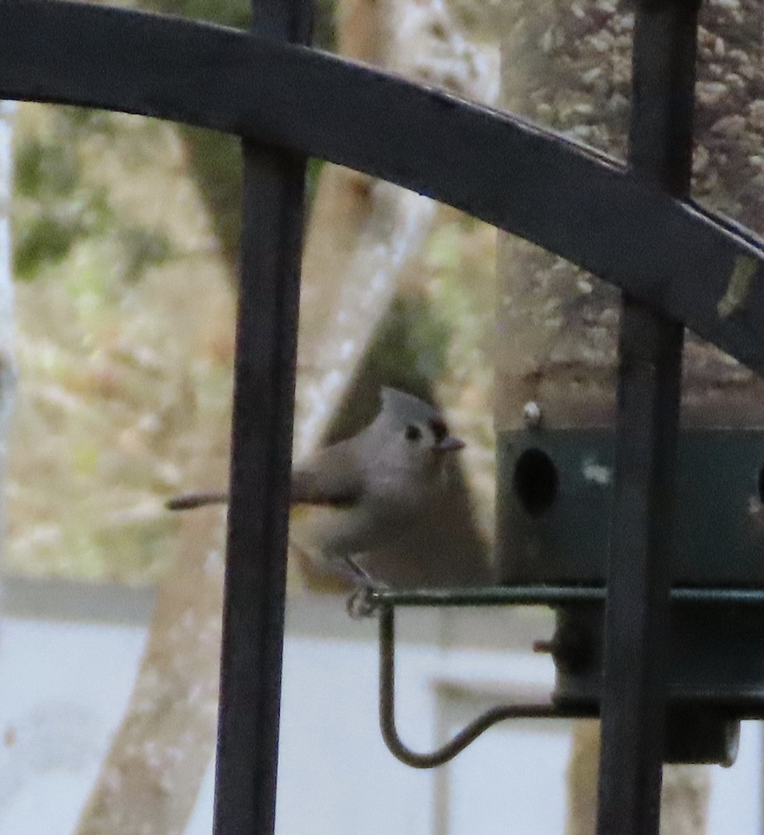 Tufted Titmouse - ML644339733