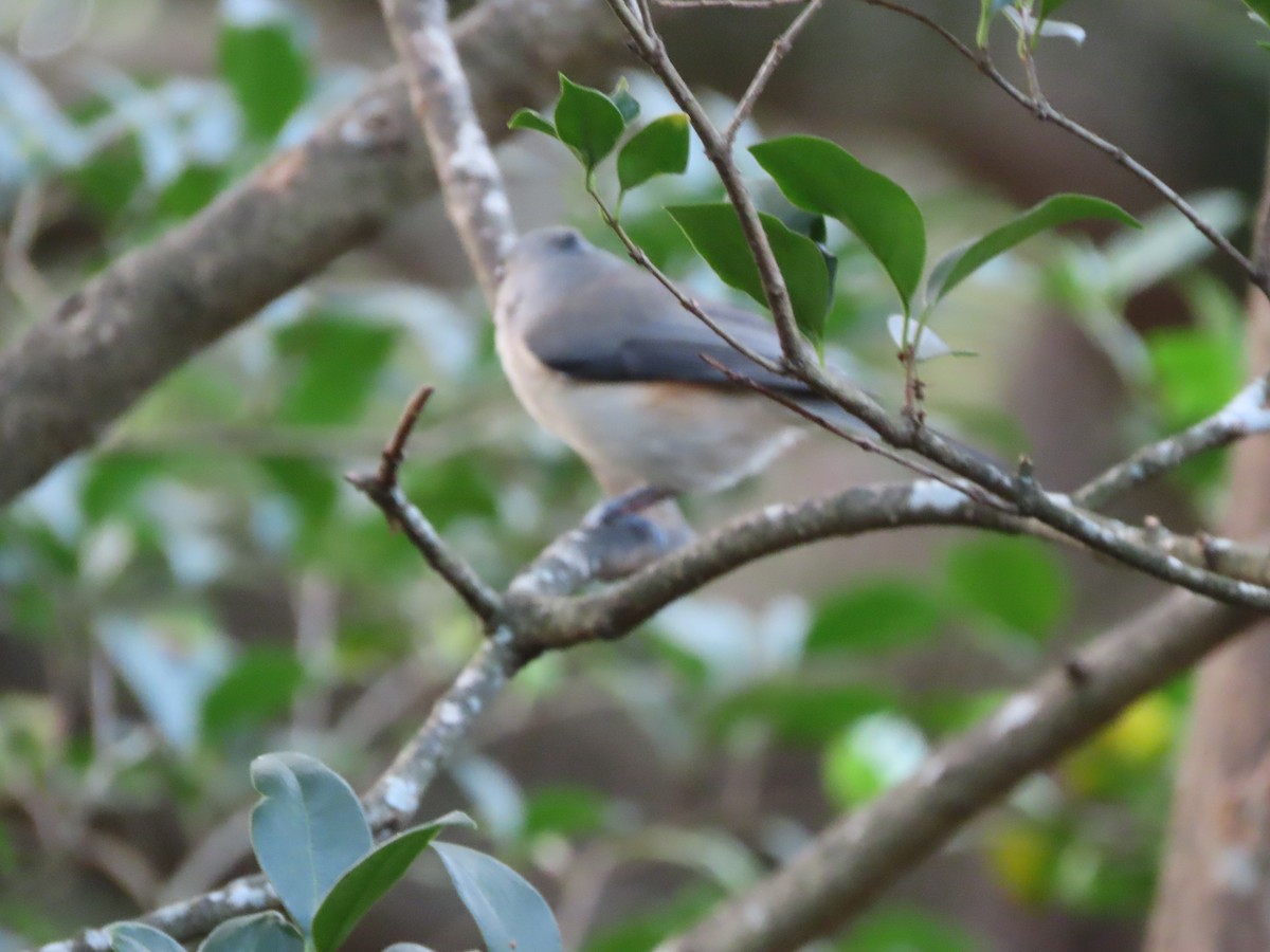 Tufted Titmouse - ML644339734