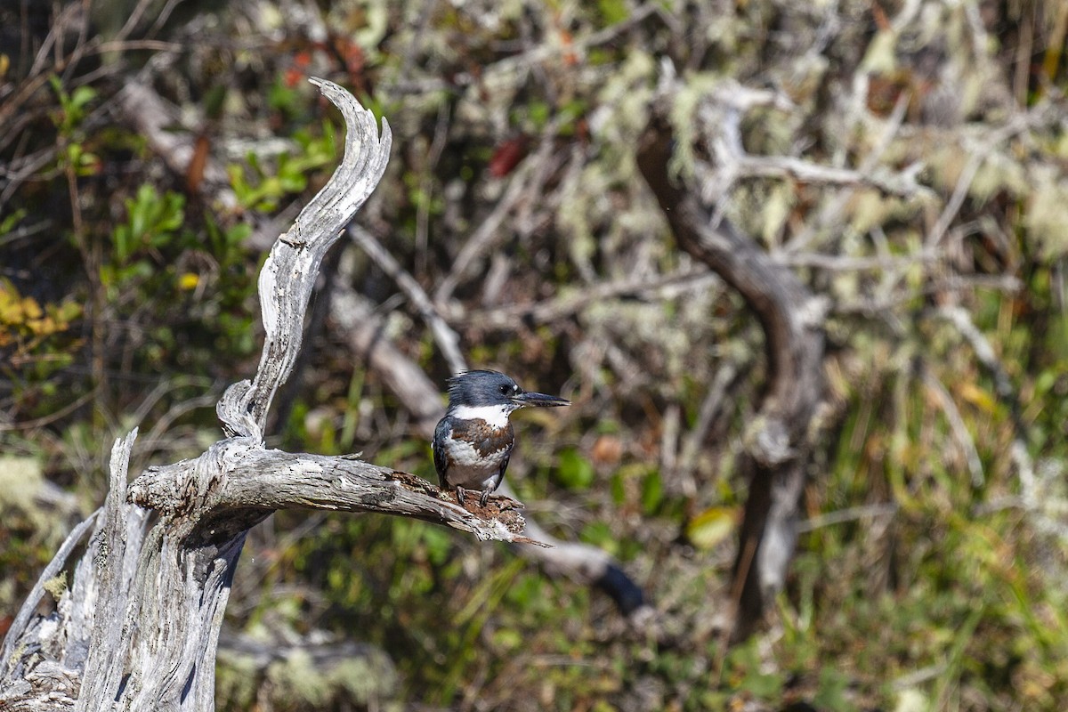 Belted Kingfisher - ML644339740