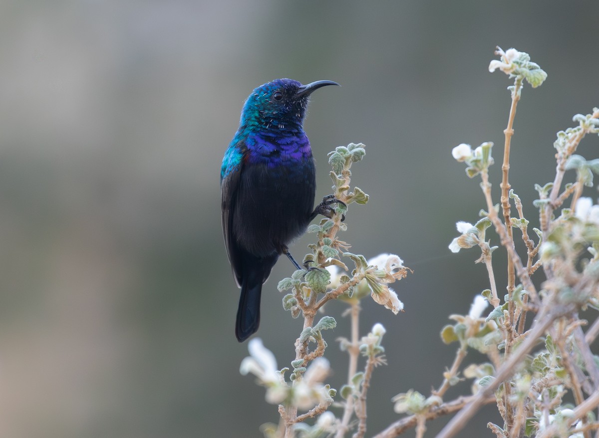 palestinasolfugl - ML644339746