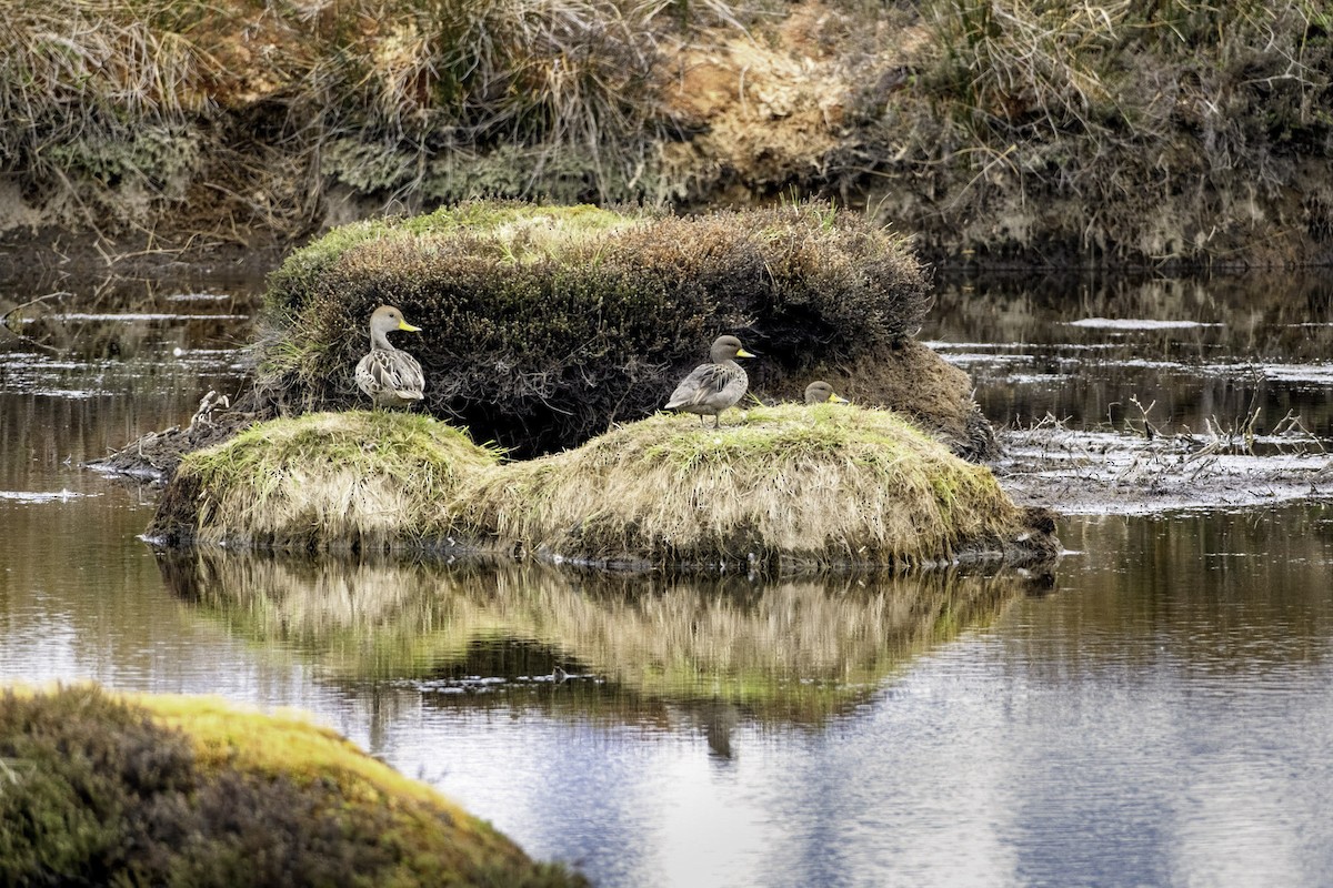 gulnebbstjertand - ML644339750