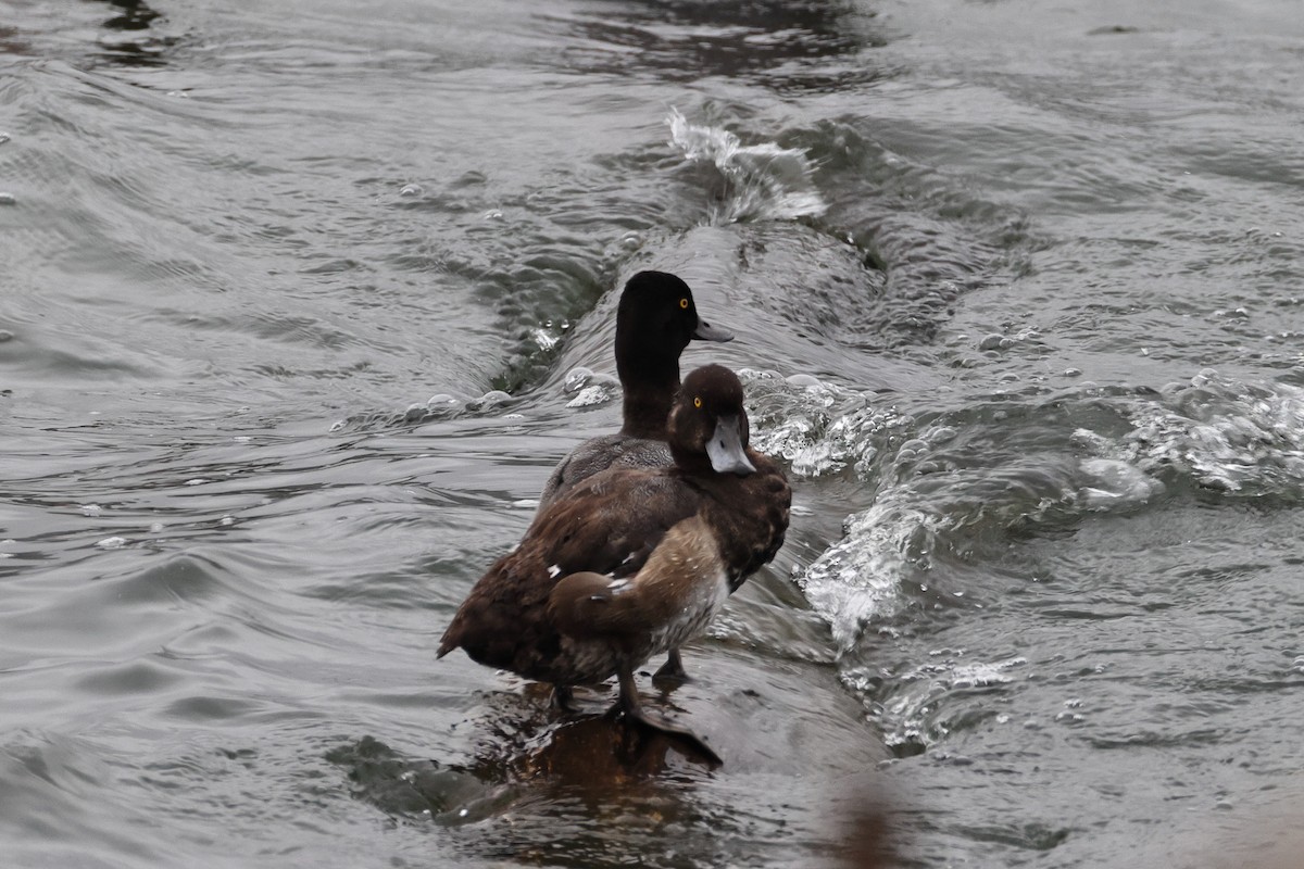 Lesser Scaup - ML644339751