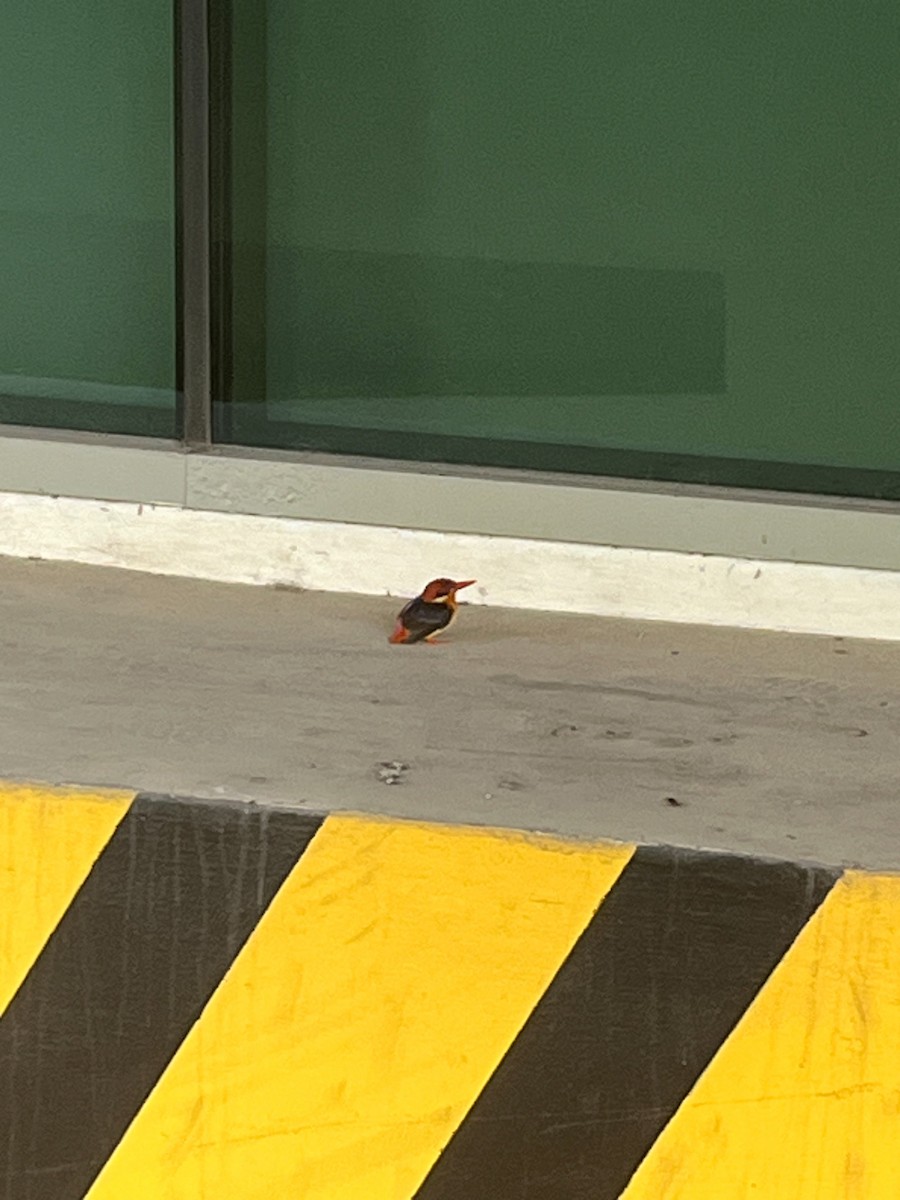 Black-backed Dwarf-Kingfisher - ML644339757