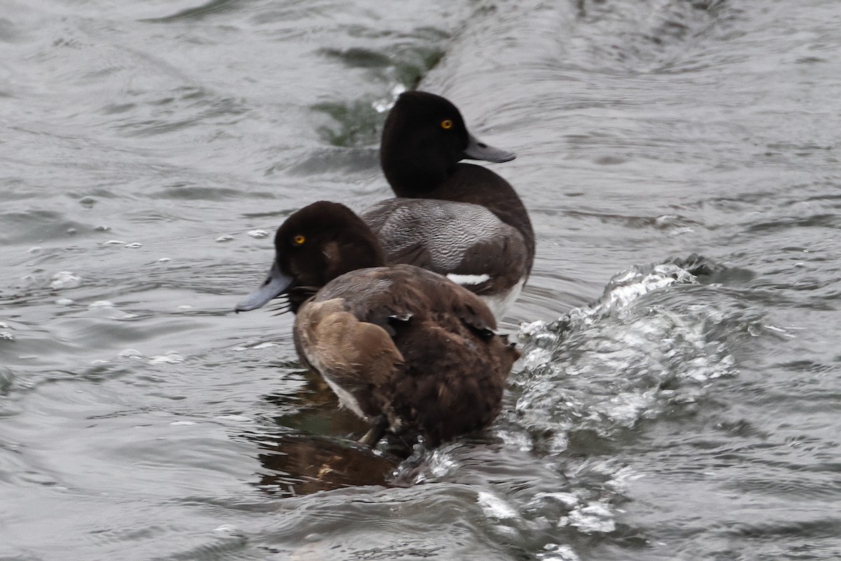 Lesser Scaup - ML644339760