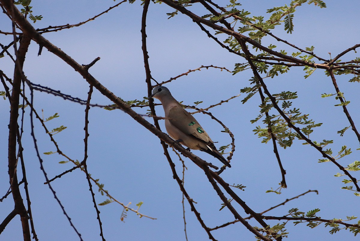 Yeşil Aynalı Kumru - ML644339762