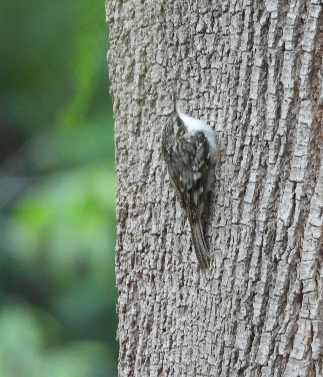 Brown Creeper - ML644339769