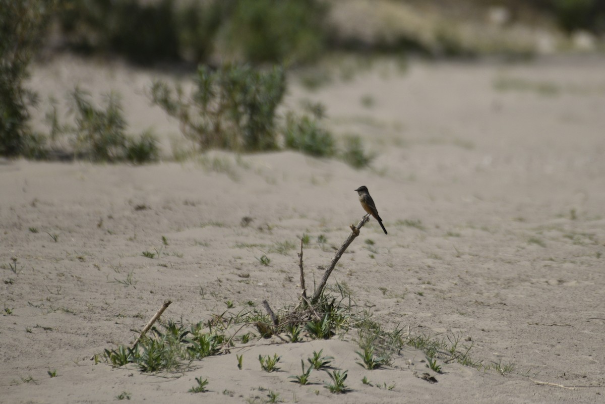 Say's Phoebe - ML644339776