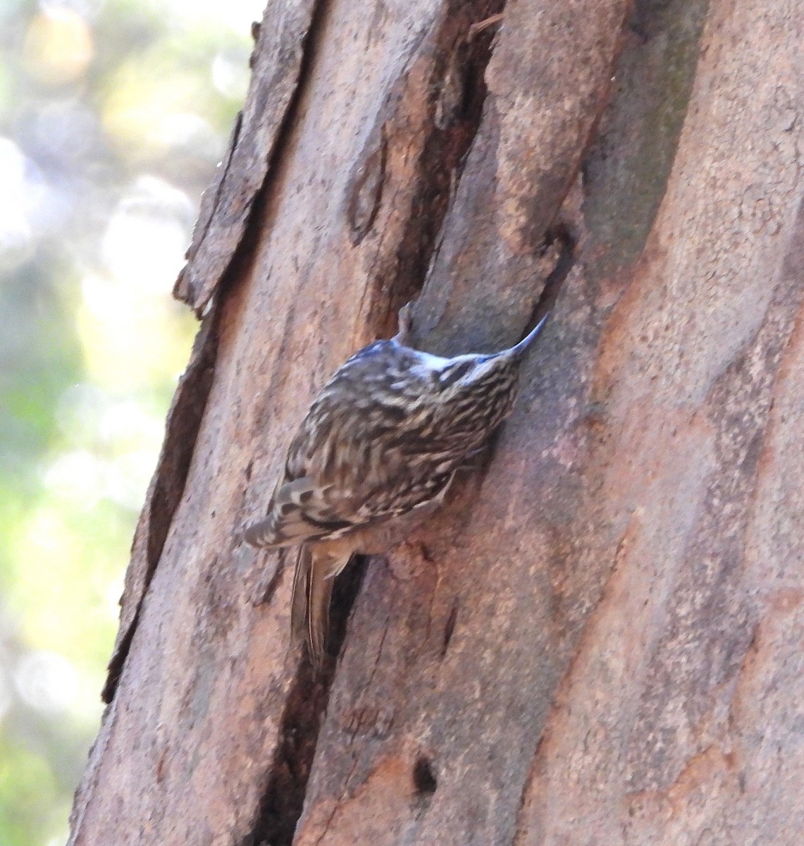 Brown Creeper - ML644339780