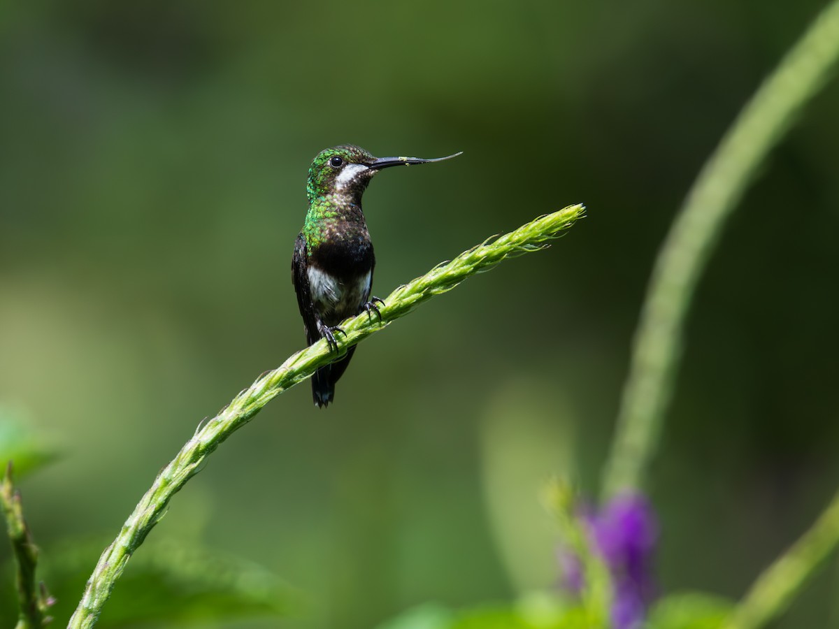 Black-bellied Thorntail - ML644339788