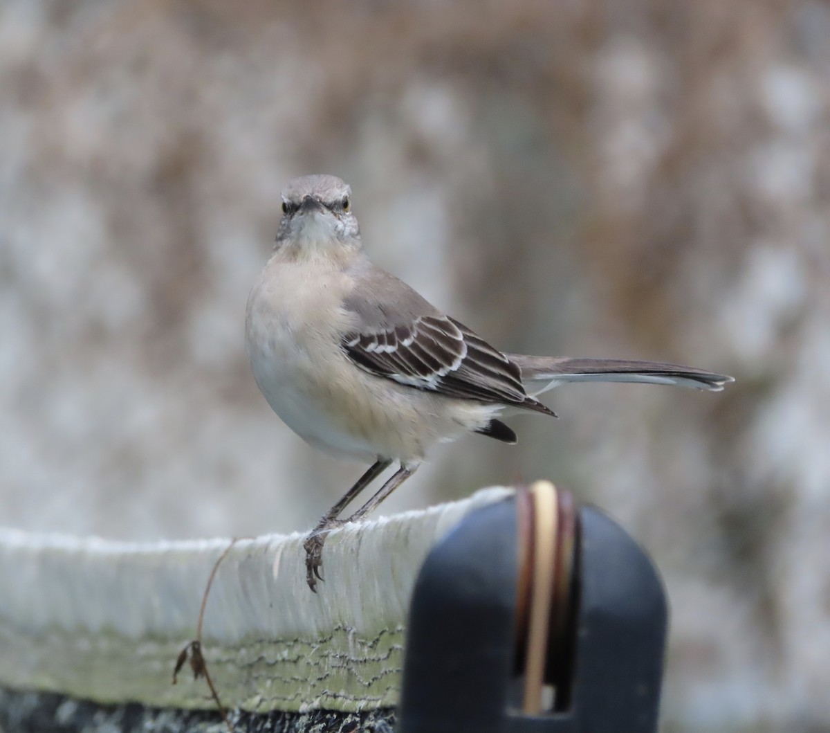 Sinsonte Norteño - ML644339794