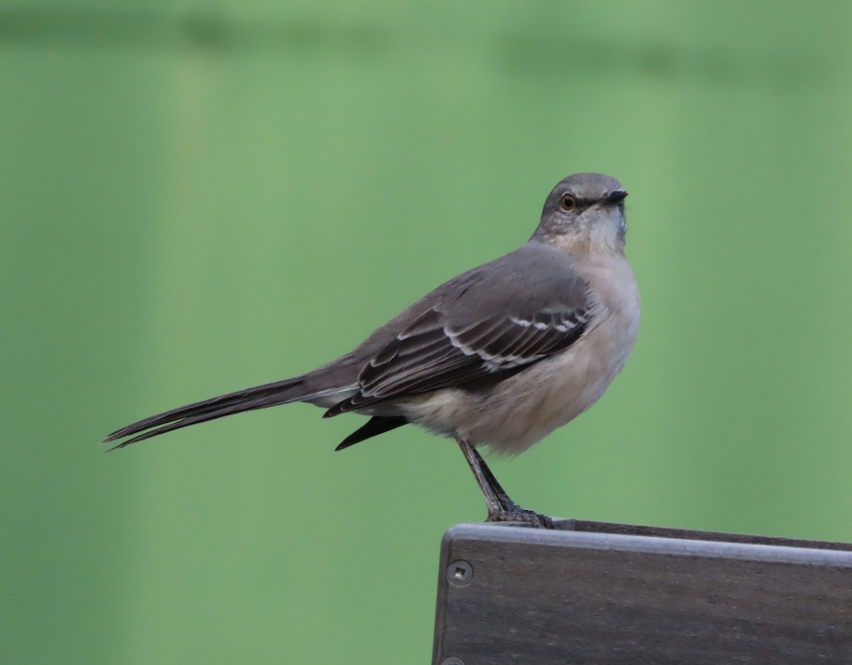 Sinsonte Norteño - ML644339795