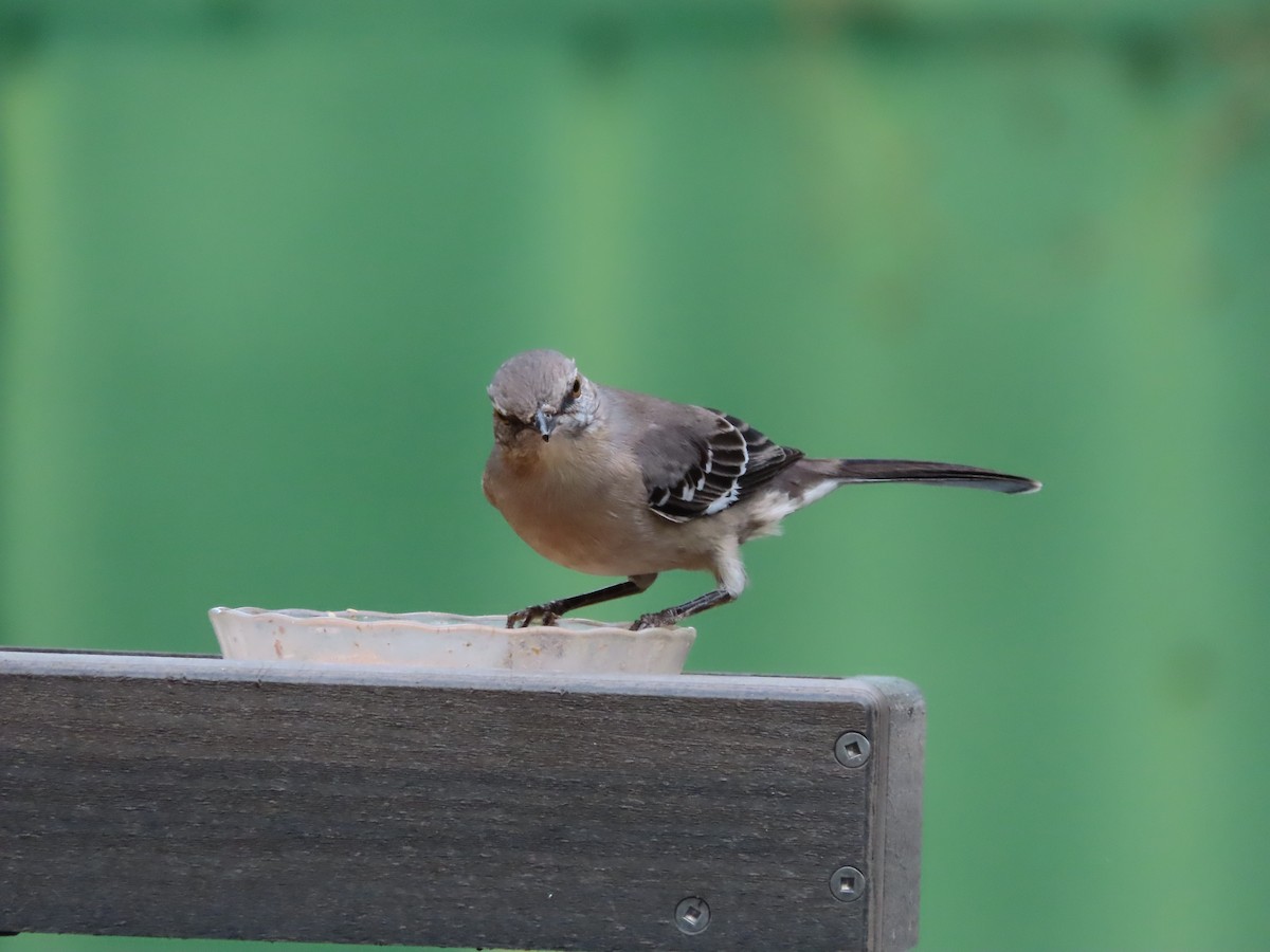 Sinsonte Norteño - ML644339796