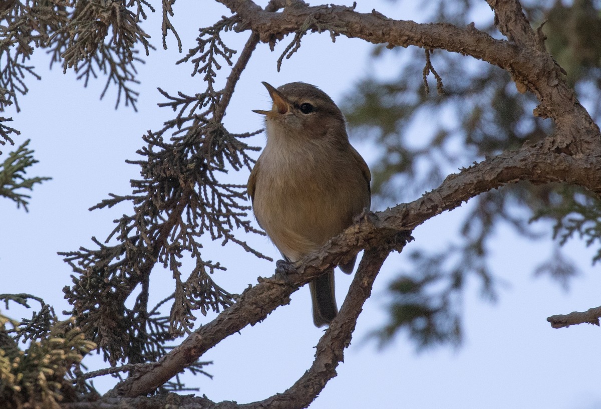 Pouillot ombré - ML644339803