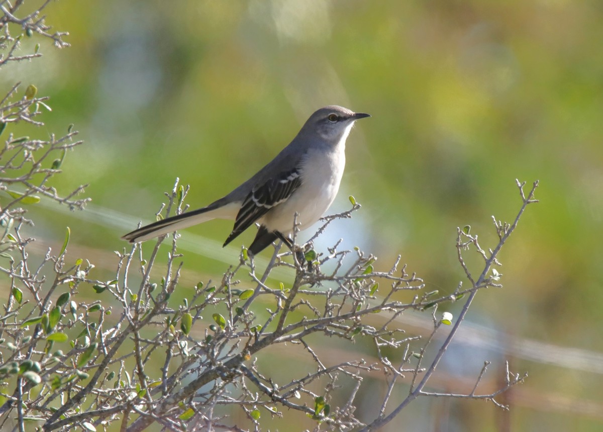 Sinsonte Norteño - ML644339820