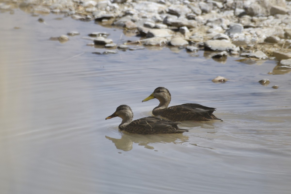 Mexican Duck - ML644339822