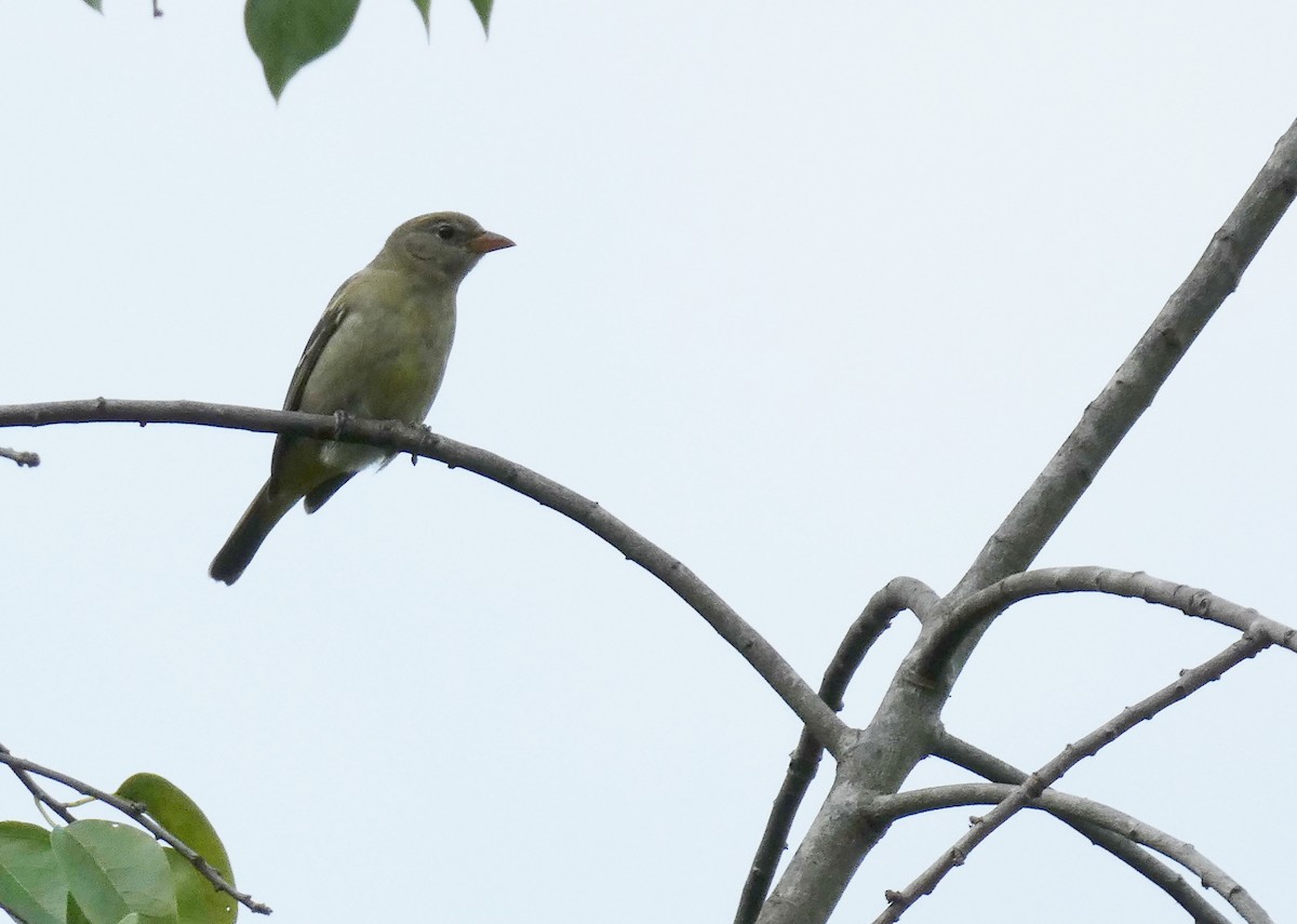 Western Tanager - ML644339844