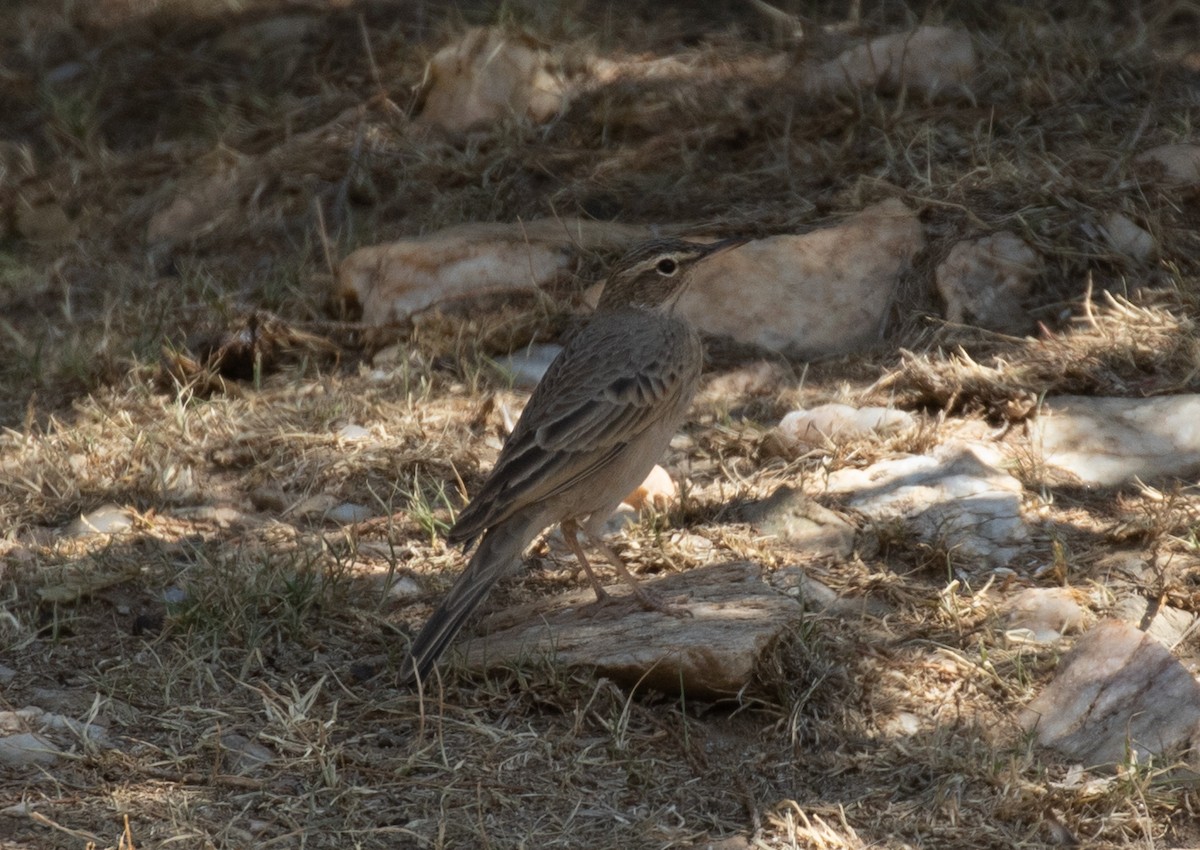 ハシナガビンズイ - ML644339845