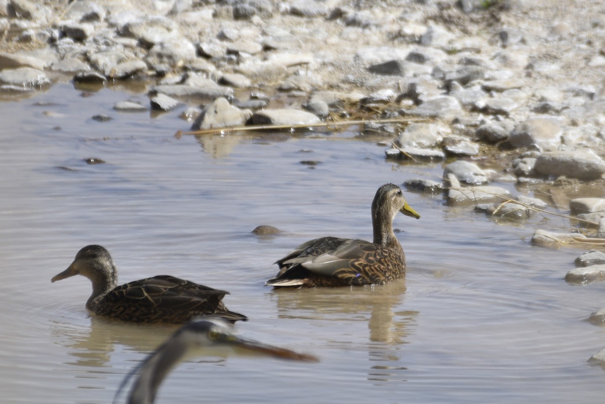 Mexican Duck - ML644339846