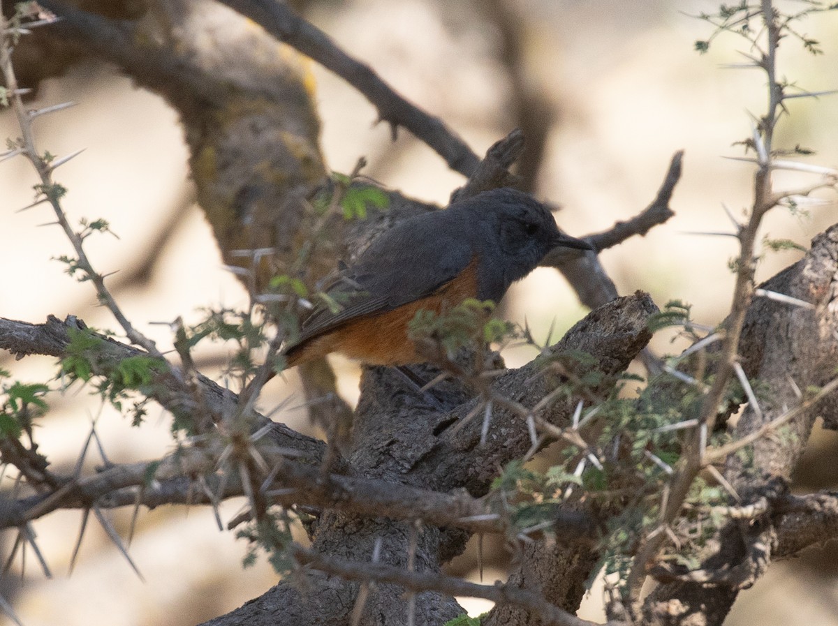 Roquero Chico - ML644339848